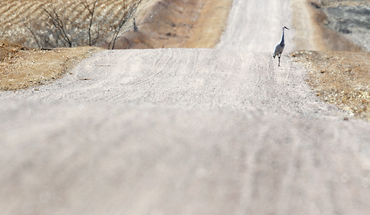 Sandhill cranes arriving in Central Nebraska